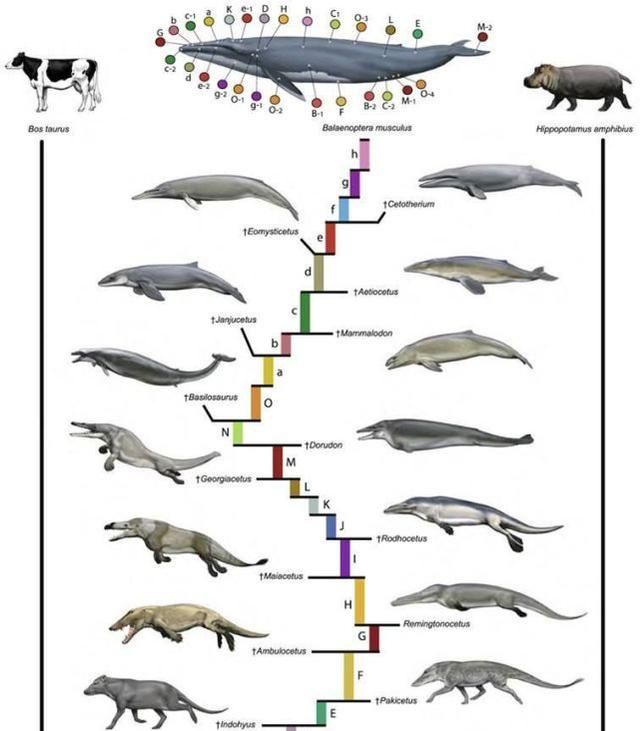 海豚和鲸鱼为什么是哺乳动物图3
