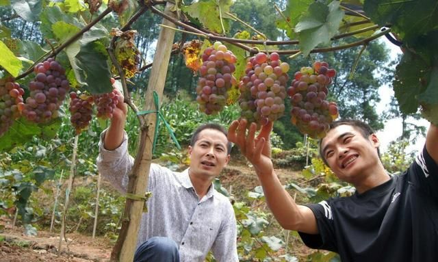 种葡萄为什么要在树下埋肉,种葡萄为什么要树下覆草图7