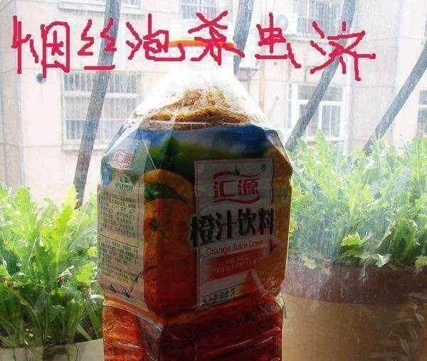 花盆小飞虫太多了怎么处理见效快?图5