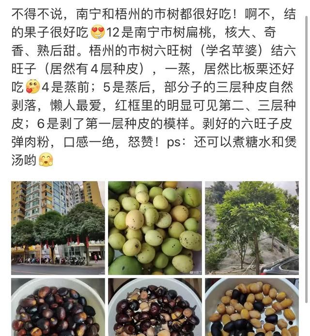 梧州有什么小零食比如陈皮等图1