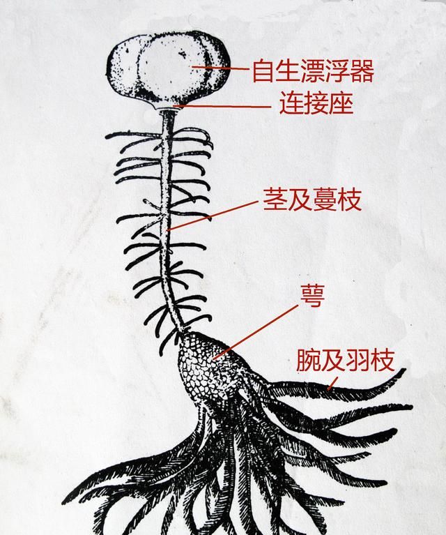 抱脸虫的原型是什么图3