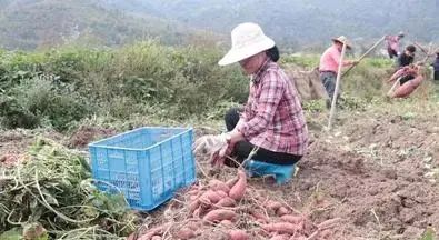 农村红薯的储藏方法(红薯收获时间和方法)图3