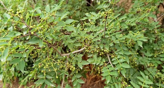 几月青花椒可以腌着吃(湿的青花椒怎么保存)图8