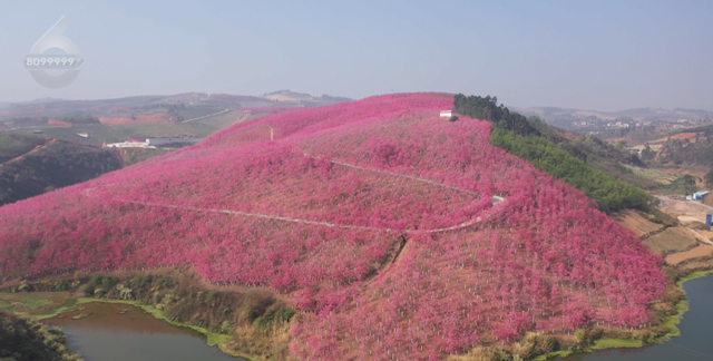 昆明看樱花最好的地方在哪,2022昆明樱花最佳观赏时间图11