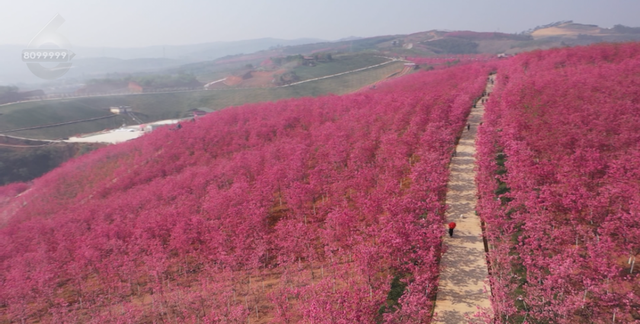 昆明看樱花最好的地方在哪,2022昆明樱花最佳观赏时间图12