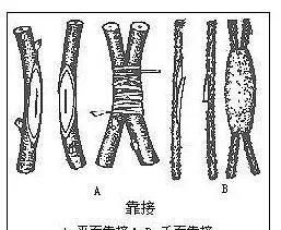 如何使盆栽植物的茎粗壮图3