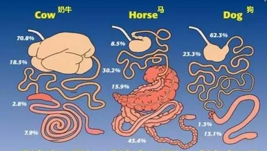 为什么草食动物也能吃肉,肉食动物却很少吃草呢图5