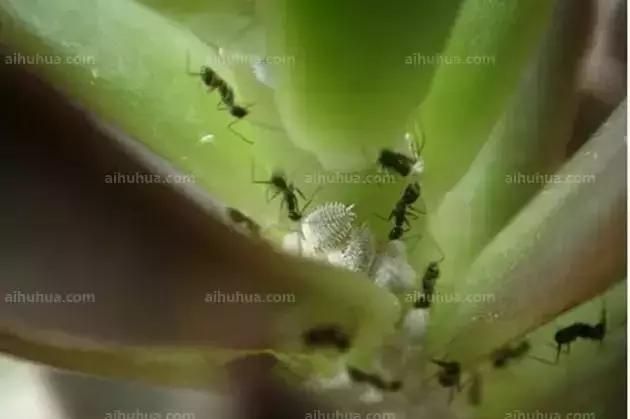 花卉各种虫子图片以及讲解,最好养的植物花卉有哪些不长虫子图3