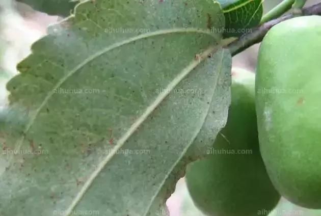 花卉各种虫子图片以及讲解,最好养的植物花卉有哪些不长虫子图4