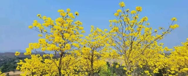 揭西网红景点 一日游图10