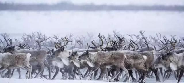 给圣诞老人拉雪橇的到底是什么鹿图2