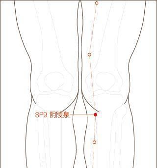 阳陵泉穴位与阴陵泉有什么区别,阴陵泉和阳陵泉穴位的功效与作用图1