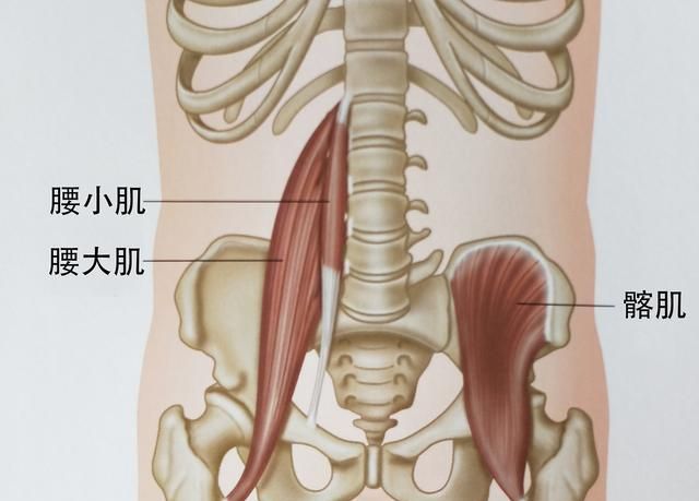 如何锻炼才能锻炼出腹肌图2