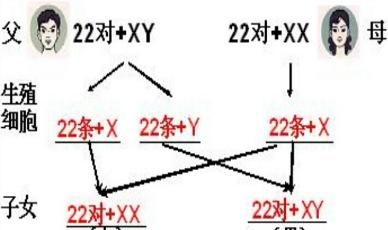 卵细胞携带的性染色体一定是x吗图1