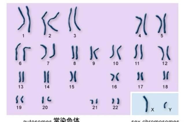 卵细胞携带的性染色体一定是x吗图3