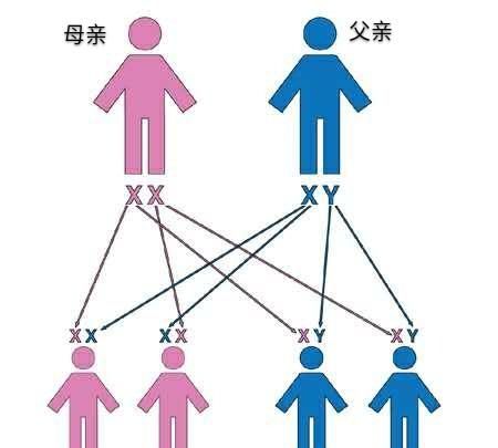 卵细胞携带的性染色体一定是x吗图4