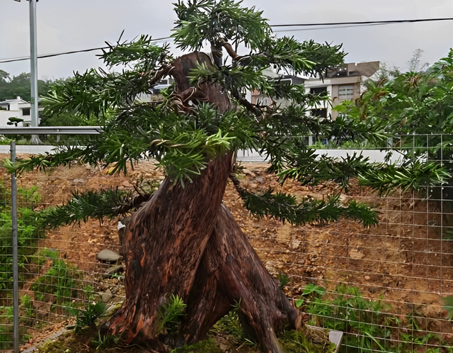 “家有4种富贵树，儿女有富路”，养家里金碧辉煌，寿命超过10年图5