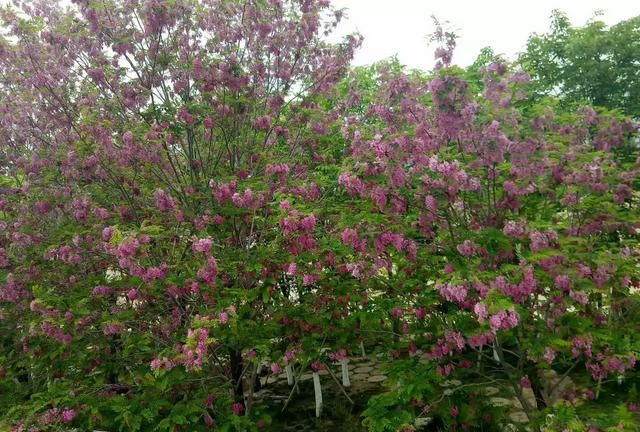 槐树嫁接以后紫槐花可以吃吗,嫁接成红色的槐花还能吃吗图4