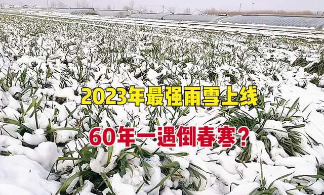 2023年小麦有倒春寒吗图6