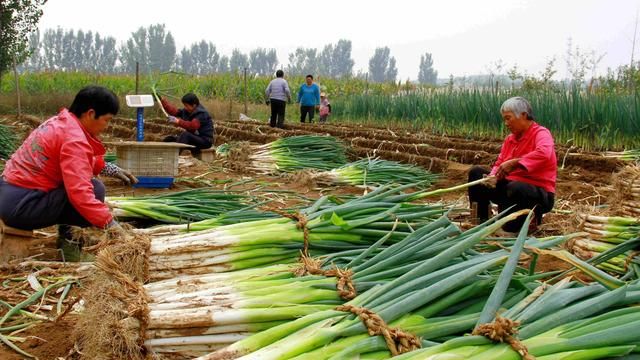 如何种大葱长得好(大葱的种植方法来学习一下吧)图3