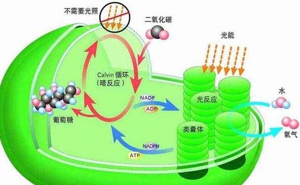 地球上的氧气会用完吗(地球上的氧气会用完吗短文阅读)图2