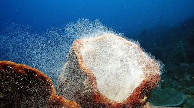 海洋探秘是浮游生物吗,海洋里有多少浮游生物图8