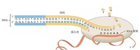 为什么细胞过度分裂后会发生癌变图2