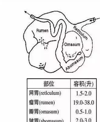 放牧的羊需要天天喂小苏打和盐吗图3