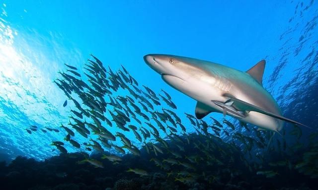 为什么海洋生物体型比陆地大,海洋生物比陆地大多少倍图8