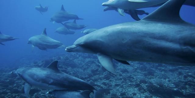 为什么海洋生物体型比陆地大,海洋生物比陆地大多少倍图10