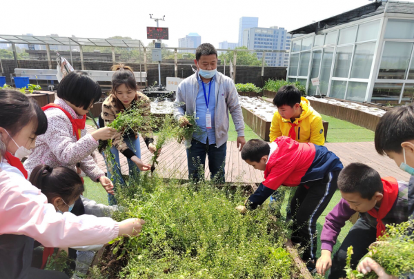 带孩子去地里认识荠菜挖荠菜(小学生摘荠菜感言)图1