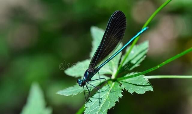 常见昆虫蜻蜓(蜻蜓昆虫科普介绍)图5