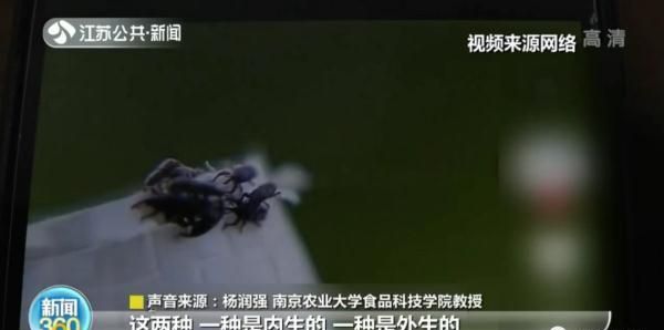 家里的米为啥凭空出现小虫图2