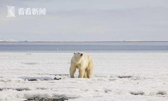 北极熊觅食迷路流浪,北极熊觅食迷路图1