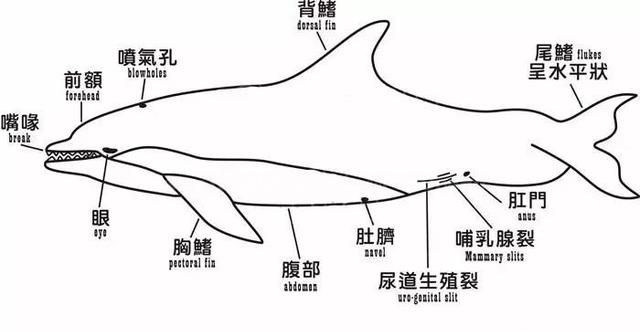 鲸鱼是不是哺乳动物(鲸鱼是不是哺乳的动物)图1