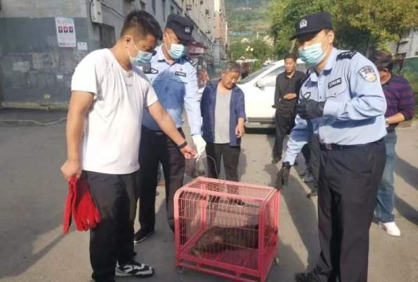 警民救助国家二级保护动物猪獾,猪獾幼崽被冻僵救助图2