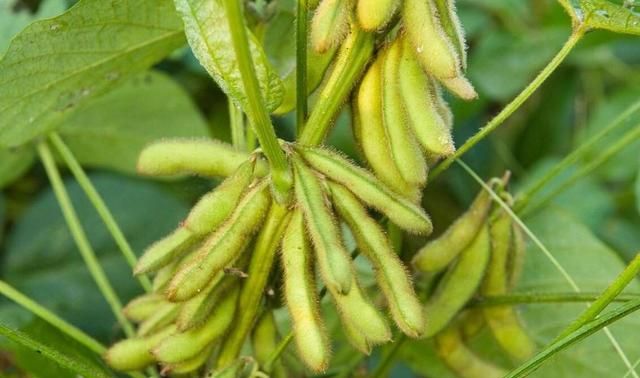 六月份可以种什么菜最合适,6月份适合种植什么蔬菜种子最佳图2