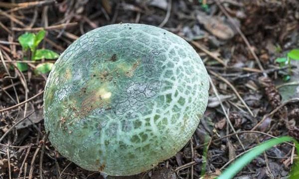 青头菌汤的烹饪技巧(青头菌汤各种做法)图2