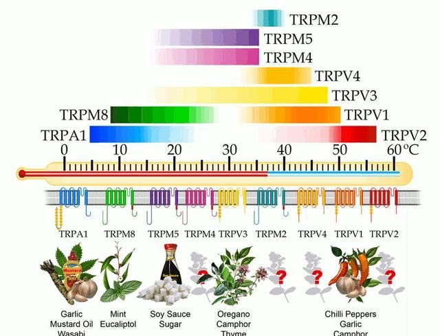 同样都是辣，为什么辣椒辣菊花，芥末却能让你呛鼻上头？图8