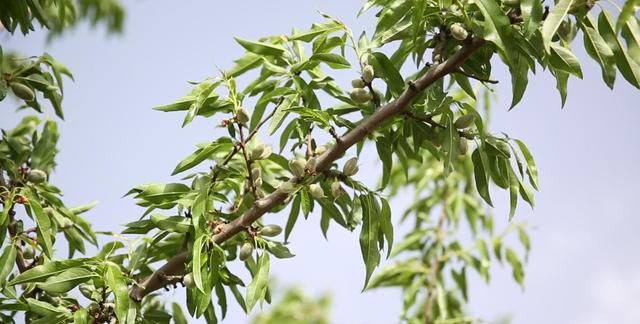 山东能不能种植巴旦木,巴旦木种植产量怎么样呢图2