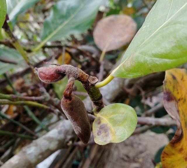 红肉菠萝蜜的种植条件有哪些,红肉菠萝蜜哪些地方可以种图3