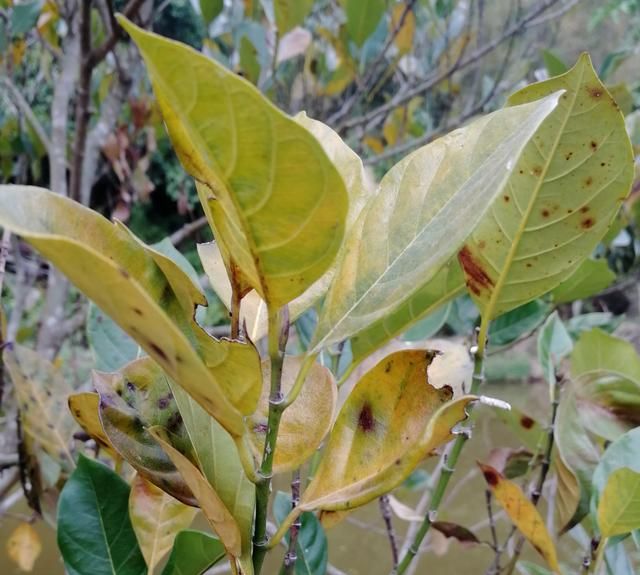 红肉菠萝蜜的种植条件有哪些,红肉菠萝蜜哪些地方可以种图4