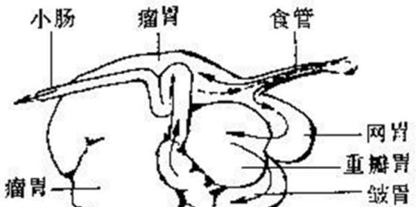 真正的牛肚是牛肚还是牛肚,年轻人吃什么牛肚最好图3