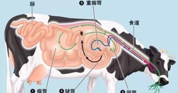 真正的牛肚是牛肚还是牛肚,年轻人吃什么牛肚最好图4