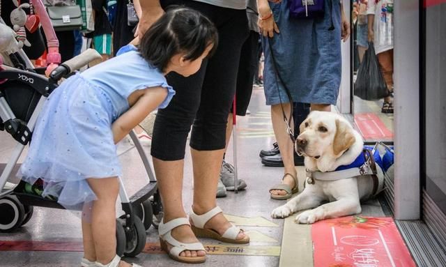 盲人携带导盲犬坐飞机时只能购买什么票图3