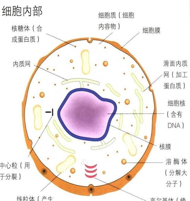 癌变细胞的营养成分是否与健康细胞一样呢图2