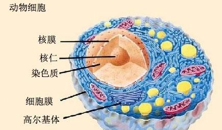 癌变细胞的营养成分是否与健康细胞一样呢图3