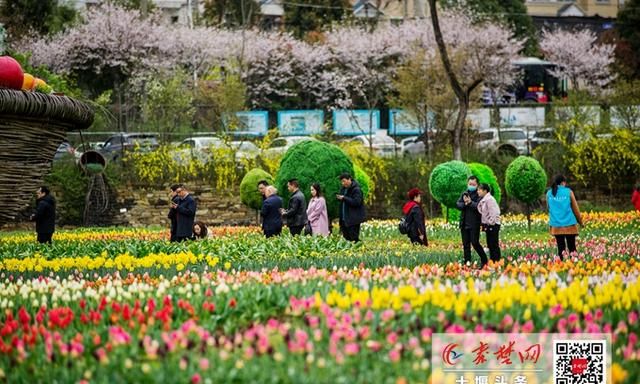 请收好这份十堰春季赏花地图图9