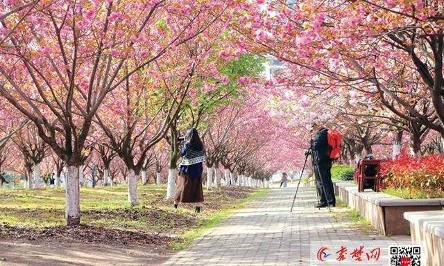 请收好这份十堰春季赏花地图图10