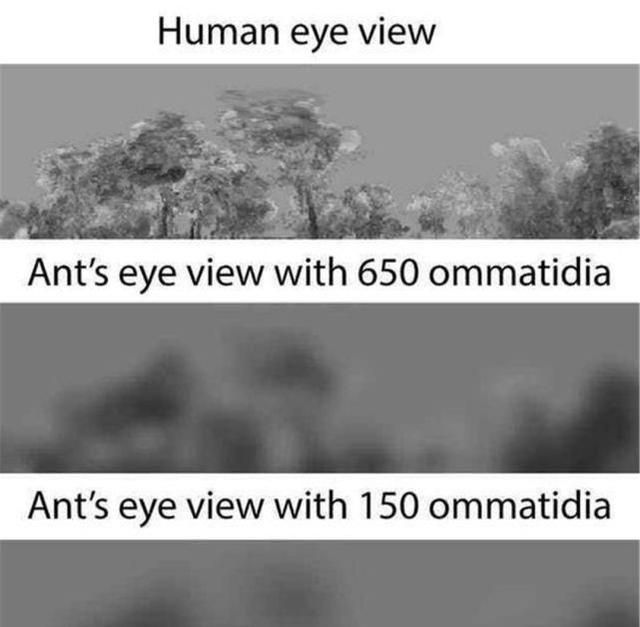 蚂蚁看到的人类是什么样的图2